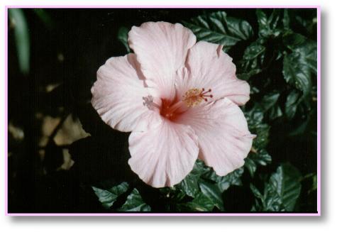 Hibiscus.jpg