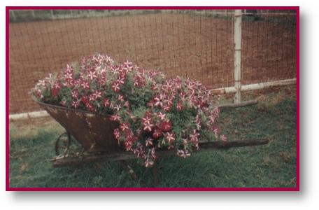 WheelBarrow.jpg